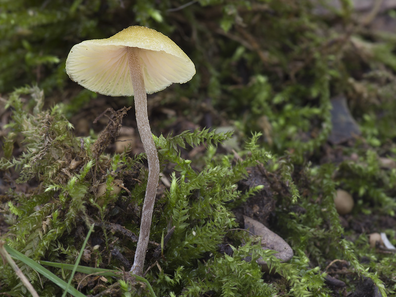 Entoloma pleopodium